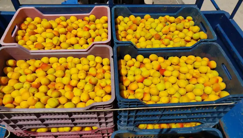 İlk Hasat Gündeme Damga Vurdu: 500 TL’den Alıcı Buldu!