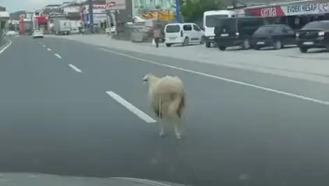 Yalova'da Kaçan Kurbanlık Hayvanlar Trafiği Kilitledi: Görülmemiş Anlar!