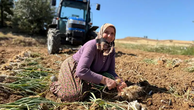 Selenyum Zengini Bu Ürün Türkiye'yi Rahatlatıyor: Günlük 1200 Lira Gelir!