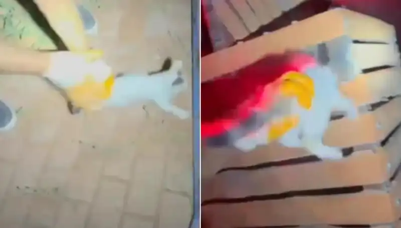 Gece Yarısı Kedi Kurtarma Operasyonu: İtfaiye Ekipleri İş Başında