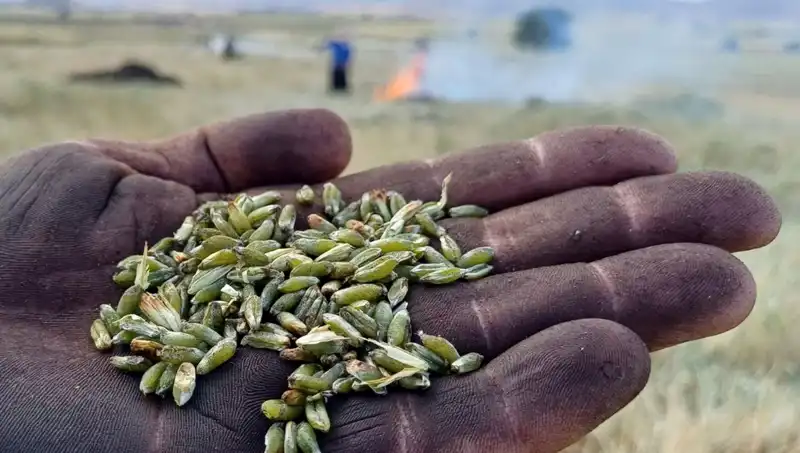 Bu Yazın Lezzet Bombası: Firik Tanelerinin Ferahlatıcı Dünyası