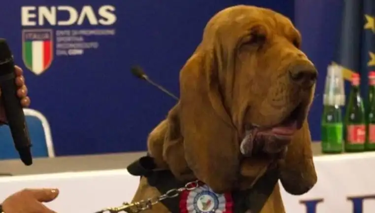 Arama Köpeğine Suikast: Çivili Sosisle Gerçekleşen Şok Edici Saldırı!