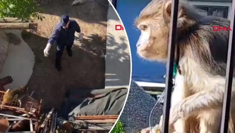 Muğla'da Maymun Kovalamacası: Yerel Halkın Eğlenceli Peşindeliği!