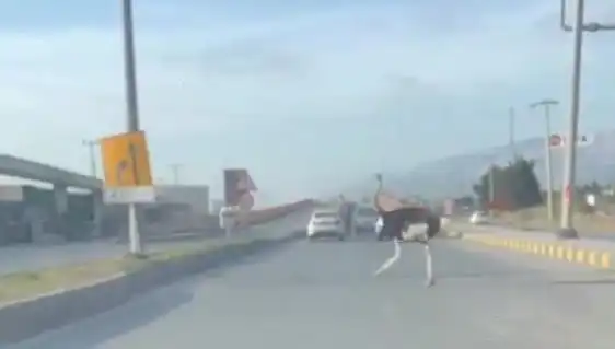 Trafik Kanunlarını Çiğneyen Deve Kuşu: Şaşkın Geçiş Anları