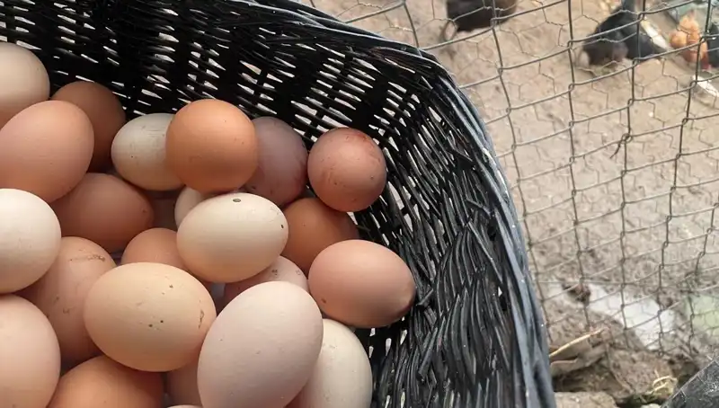 Okulların Açılmasıyla Sıradışı Fırsat: Dünyanın En Ucuz Proteini!