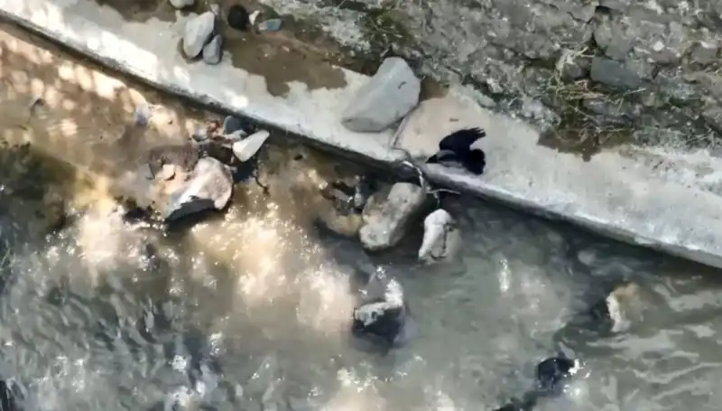 Karga ve Yılan: Doğada Bir Mücadele’nin Şaşırtan Anları