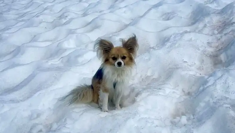 Buzul Yarığına Düşen Adamı Sadık Köpeği Kurtardı