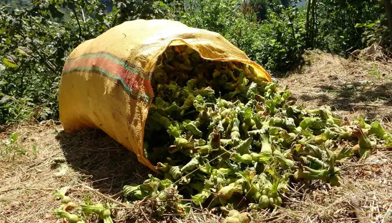 Giresun'da Fındık Hasadı Başladı: Ağustos Ayında Beklenen Bereket