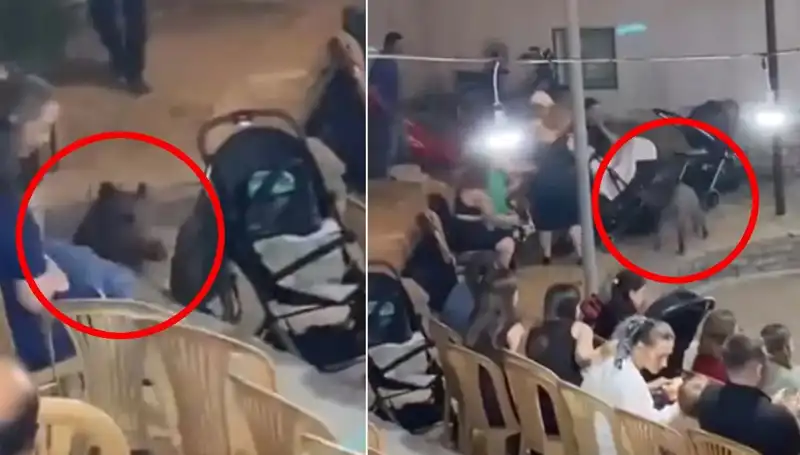Düğüne Dalıp Paniğe Neden Olan Yaban Domuzu Olayı!