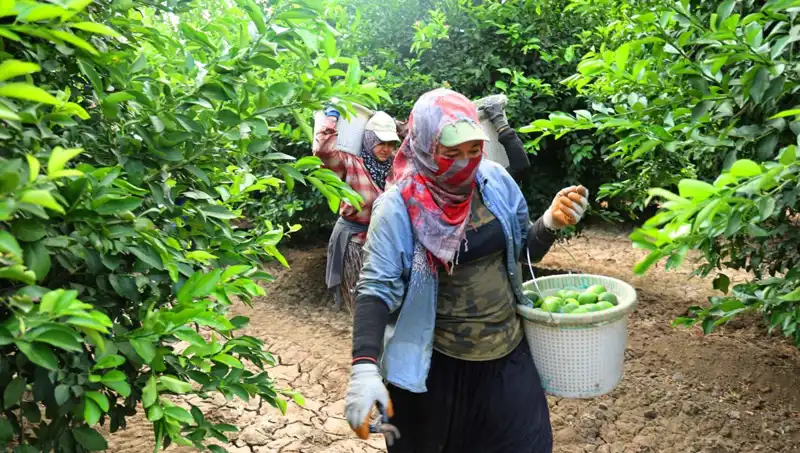 Domates Fiyatları Yükseldi: Yeni Hasat İle Uygun Fiyat Umudu
