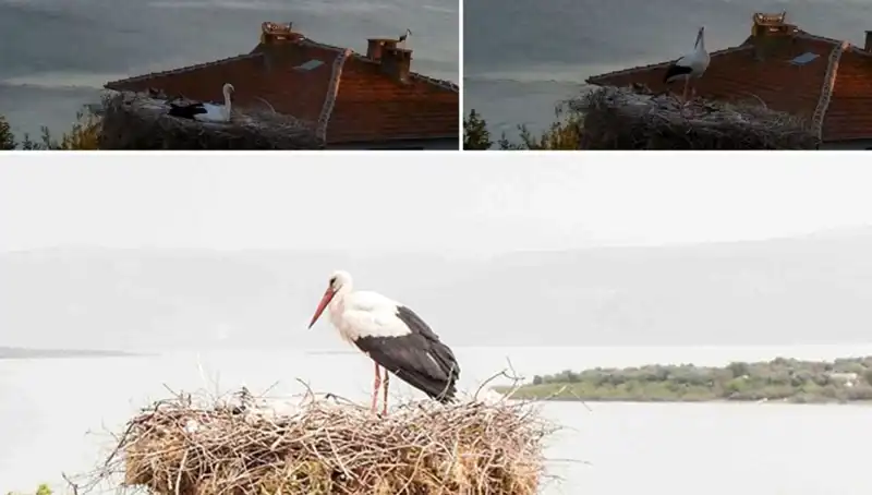 Yaren Leylek, Depremi Sanki Biliyor Gibi Davrandı