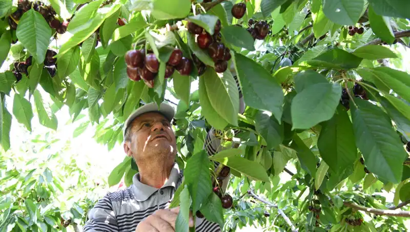 Lapseki Devine Yakından Bakış: Çay Bardağına Sığmayan Sıradışı Yaratık