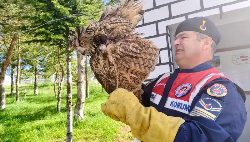 Dikenli Tellere Takılan Puhu, Hayata Döndü: Zorlu Kurtuluş Hikayesi