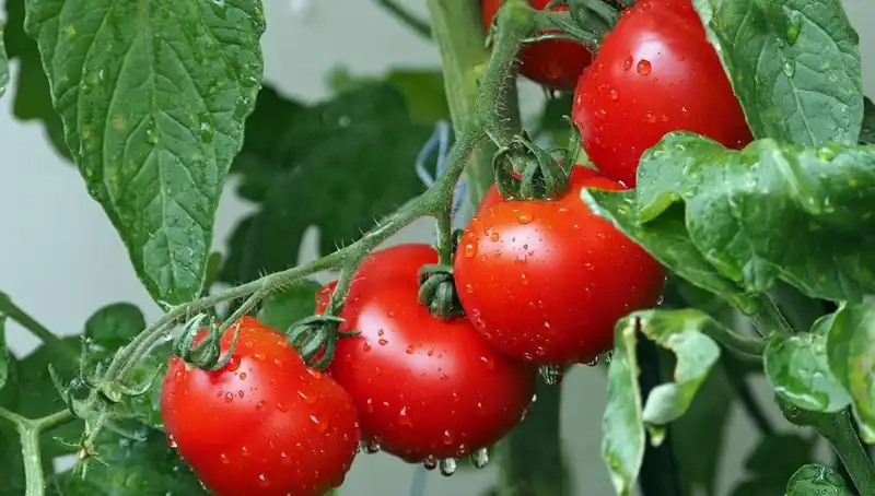 Domateslerin Evrensel Geçmişi: İnsanlar İçin Ne Anlam İfade Ediyor?