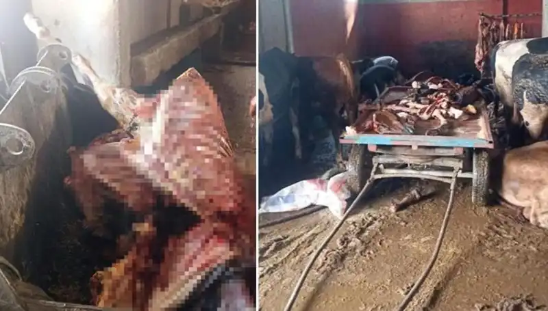 Adana’da 2,5 Ton At Eti Operasyonu: 4 At Kurtarıldı, Suçlular Peşinde