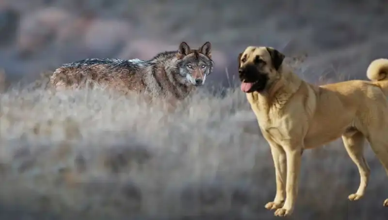 Kangal Köpeğine Olan Talep Artıyor: Kurt Popülasyonundaki Artışın Etkileri