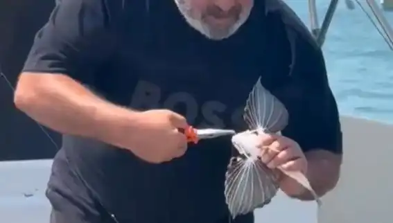 Saros'ta Oltaya Takılan Nadir Kırlangıç Balığı Balıkçıları Şaşırttı!