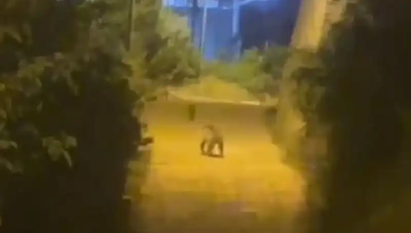 Gümüşhane'de Şehir Merkezine İnen Ayı, Vatandaşları Büyüledi!